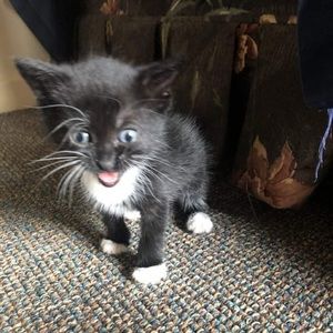 Meet your Posher, Joan